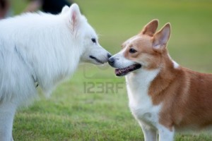 10967828-two-dogs-samoyed-and-welsh-corgi-playing-together-on-the-lawn