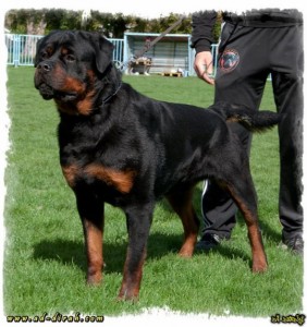 1371936014_417984902_2-Pictures-of-Rottweiler-For-Stud-In-Khi-CH-Serbia