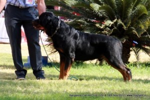 714x470-bangalore-dog-show-2012_237