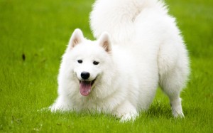 Free-Samoyed-Dog-Wallpaper