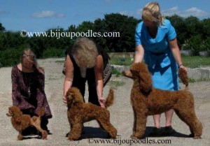 Poodlesizes2