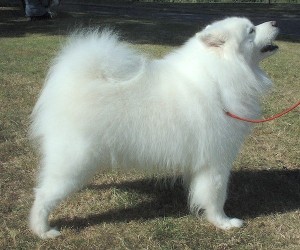 Samoyed_600