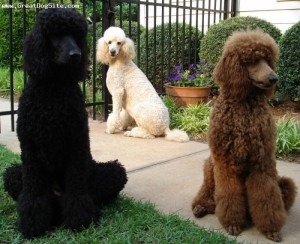 Standard Poodle-5 years-Black, White, Red-1193465349