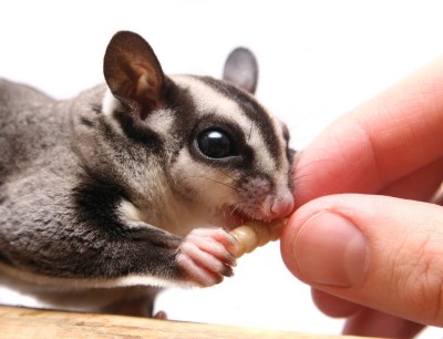 Sugar glider eating shutterstock_46298941