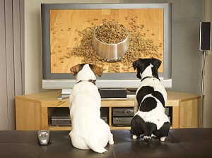 dog-tv-440