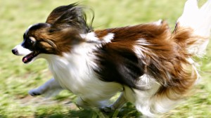 papillon_dog-HD