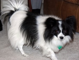 pet-papillon-description