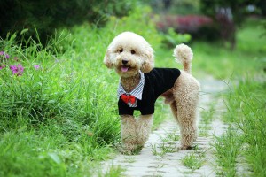 poodle-wearing-suit-photography-by-bobi