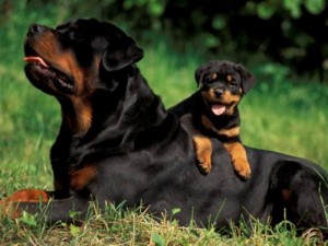 rottweiler_working-dog