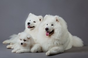 samoyed-11