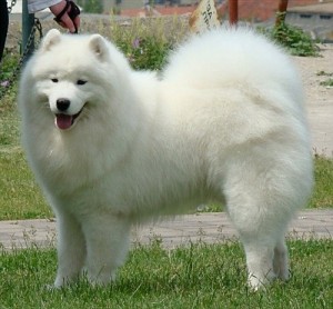 samoyed_snow