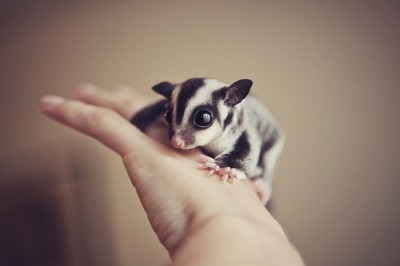 sugar_glider_baby_by_cvet04ek-d4dp99i