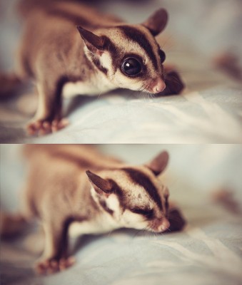 sugar_glider_by_cvet04ek-d47ju0s