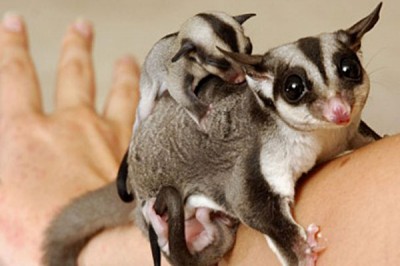 sugar_glider_possum_2sfw