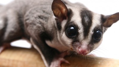 sugar_glider_topic_xxxlarge