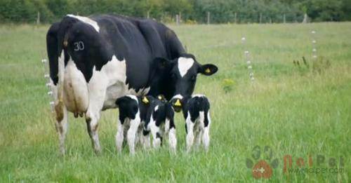 benh-sinh-san-tren-bo-sua