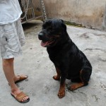 09.06.12 rott đực bac Hảo 091300195.. ja lâm