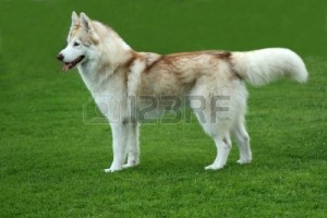 10072201-lovely-brown-and-white-husky-dog-standing-on-green-lawn