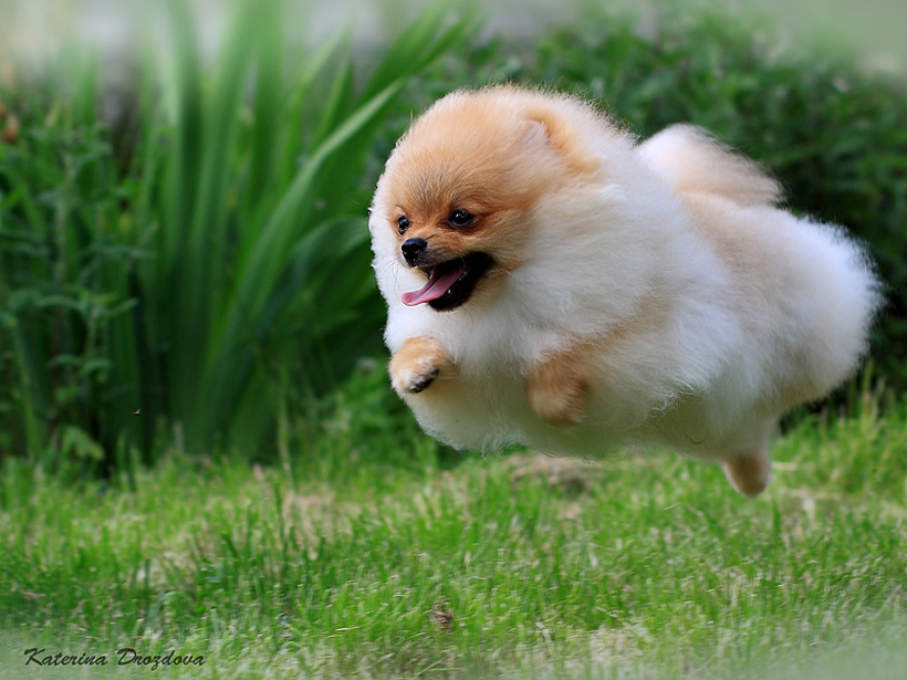 Pomeranian (Phốc Sóc) | Nai Pet