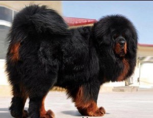 1351830850_451813694_1-Pictures-of--tibetan-Mastiff-puppies-for-sale