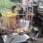 28.12.10 pug cái. quyên hà nội09153864