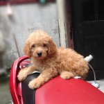 29.08.13 toypoodle 47 T1 đô thị mới văn phú. 09499410..