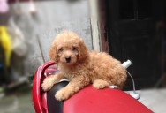 29.08.13 toypoodle 47 T1 đô thị mới văn phú. 09499410..