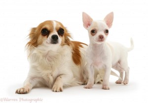 Sable-and-white mother Chihuahua and white smooth-haired puppy