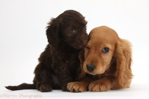 Cute chocolate Daxiedoodle puppy and Golden Cocker Spaniel puppy, Maizy