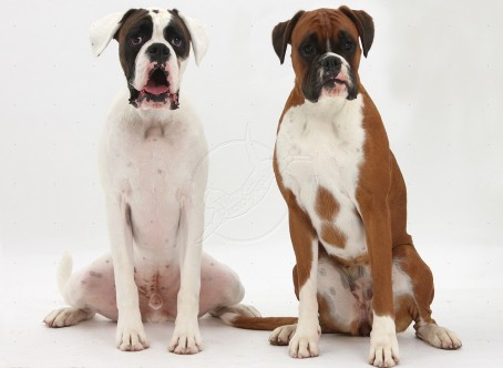 36746-Boxer-dog-and-bitch-white-background