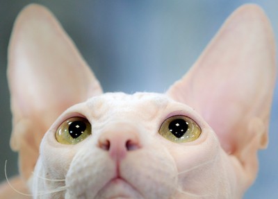 A Sphynx cat watches a referee during a competition in Bucharest