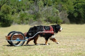 808999-a-beautiful-big-bernese-mountain-dog-doing-carting-in-the-park