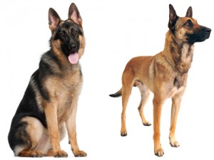 9-german-shepherd-belgian-malinois-lgn