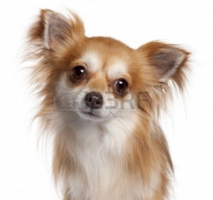 9749955-close-up-of-chihuahua-2-years-old-in-front-of-white-background