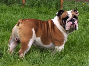 BULLDOG-nice-photo