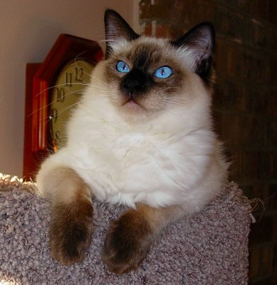 Balinese cat breed_025