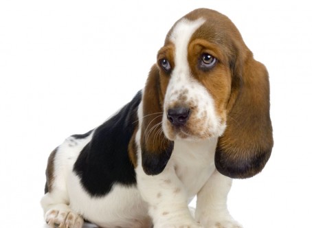 Basset-Hound-2