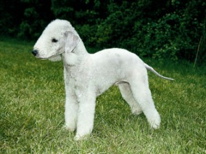 Bedlington-Terrie-3