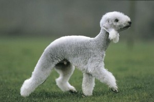 Bedlington Terrier-6.jpg-0