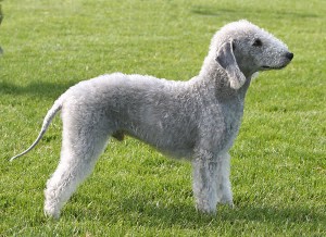 BedlingtonTerrier2