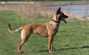 Belgian Malinois-11 months-Brown-1187758008