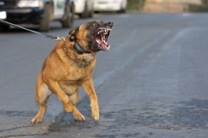 Belgian-Malinois-army-dogs