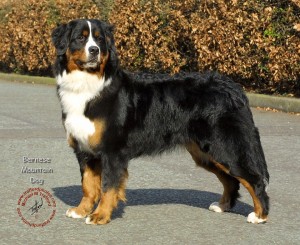 Bernese Mountain Dog 9T066D-133