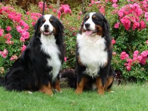 Bernese-Mountain-Dog