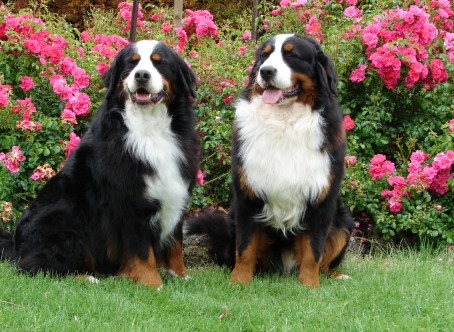 Bernese-Mountain-Dog