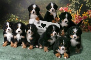 Best-Bernese-Mountain-Dog-Puppies-For-Sale