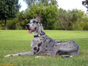 Big-Great-Dane-Dog