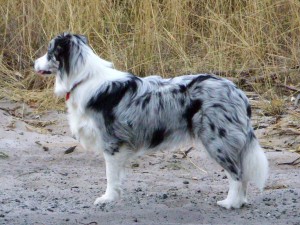 Blue_merle_Border_Collie