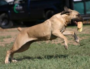 Boerboel Teaghan michealanne