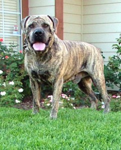 Boerboel2